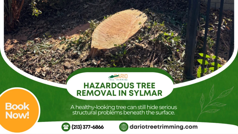 tree removal in Sylmar