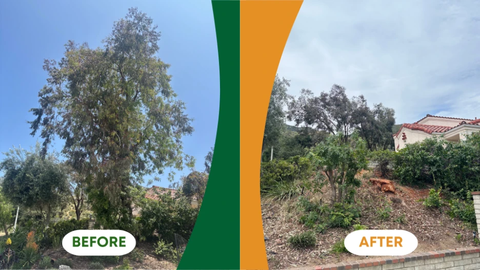 tree removal services in Sylmar