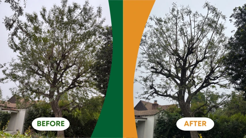 tree services in Sylmar