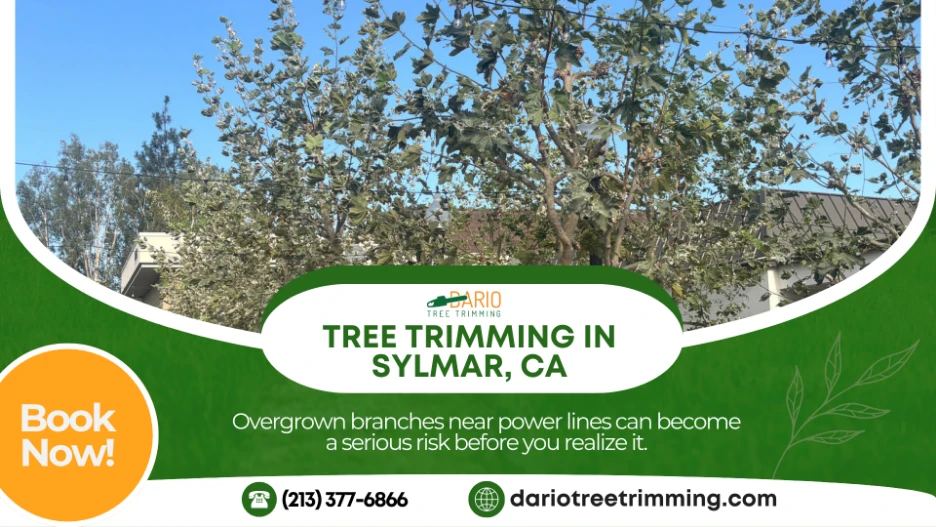 tree trimming company in Sylmar