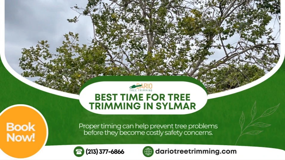 tree trimming in Sylmar