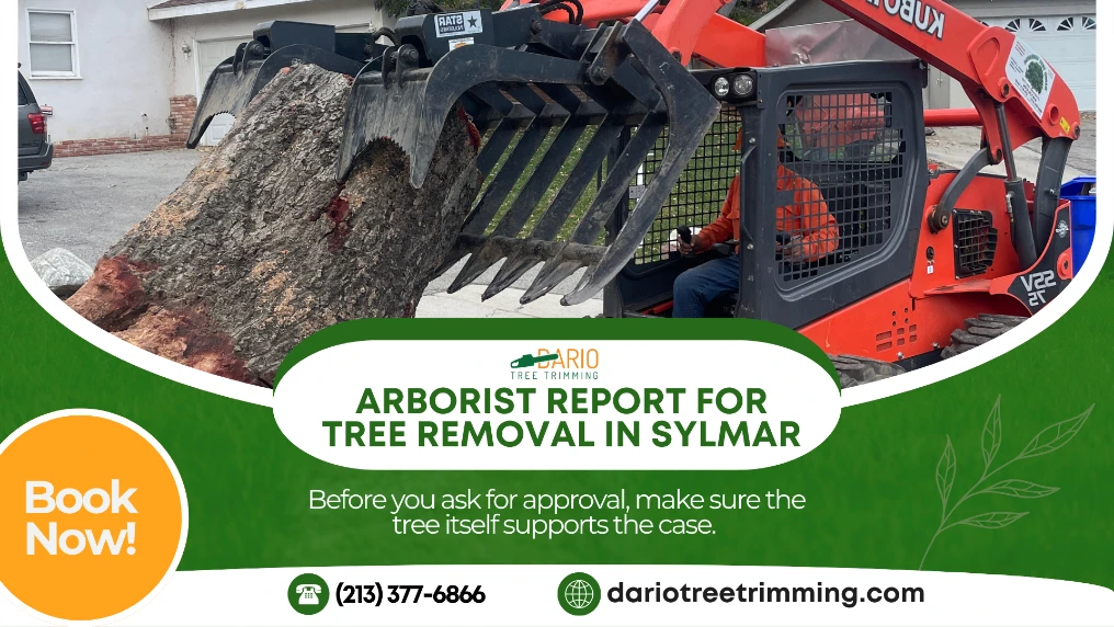 arborist report for tree removal in Sylmar