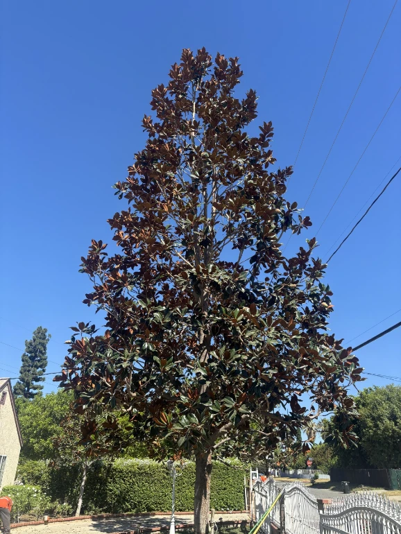 tree pruning services in Sylmar