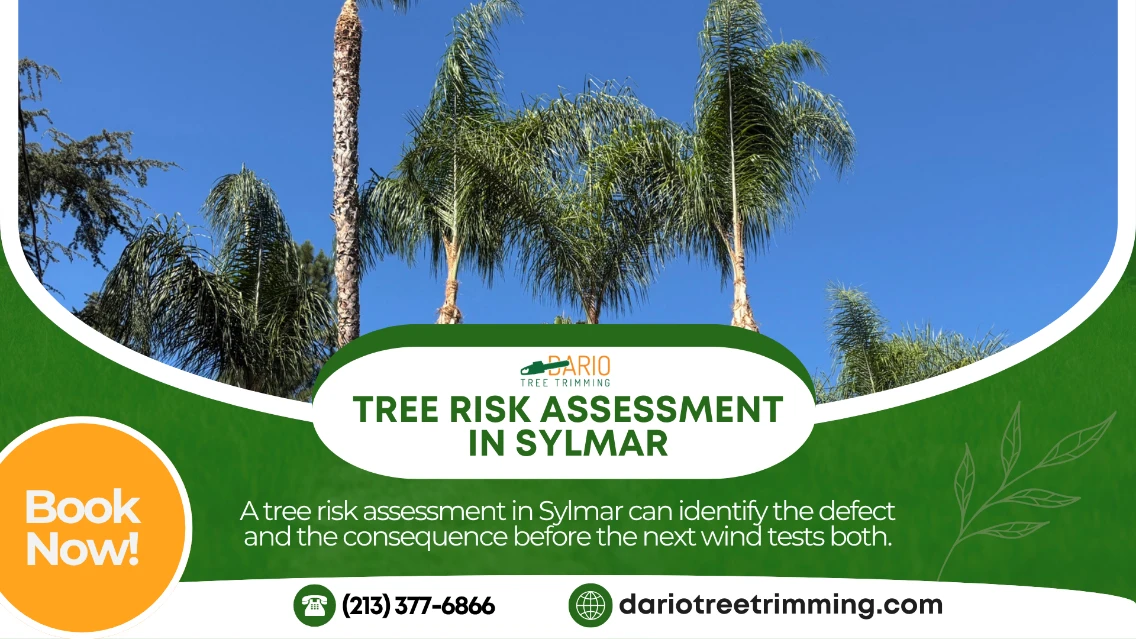 tree risk assessment in Sylmar