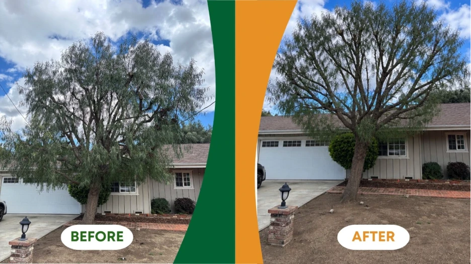 tree services in California