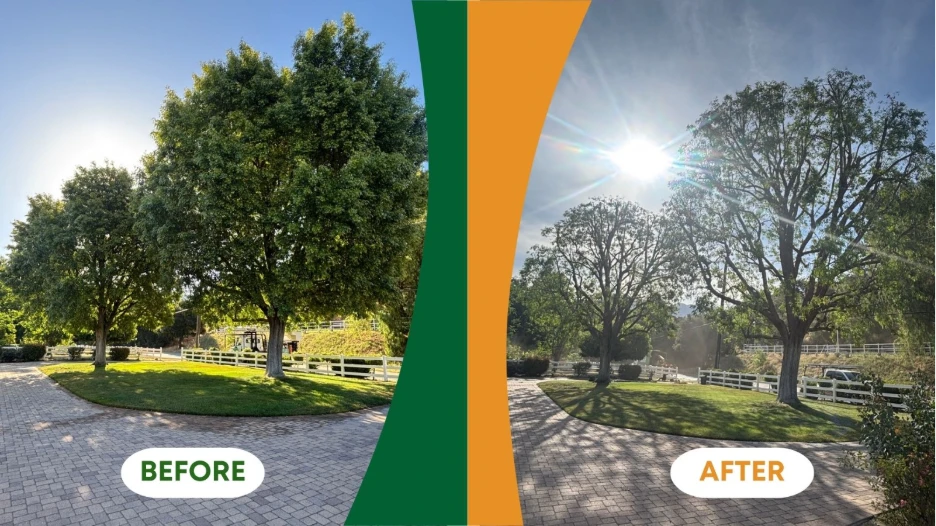 tree trimming in Sylmar California